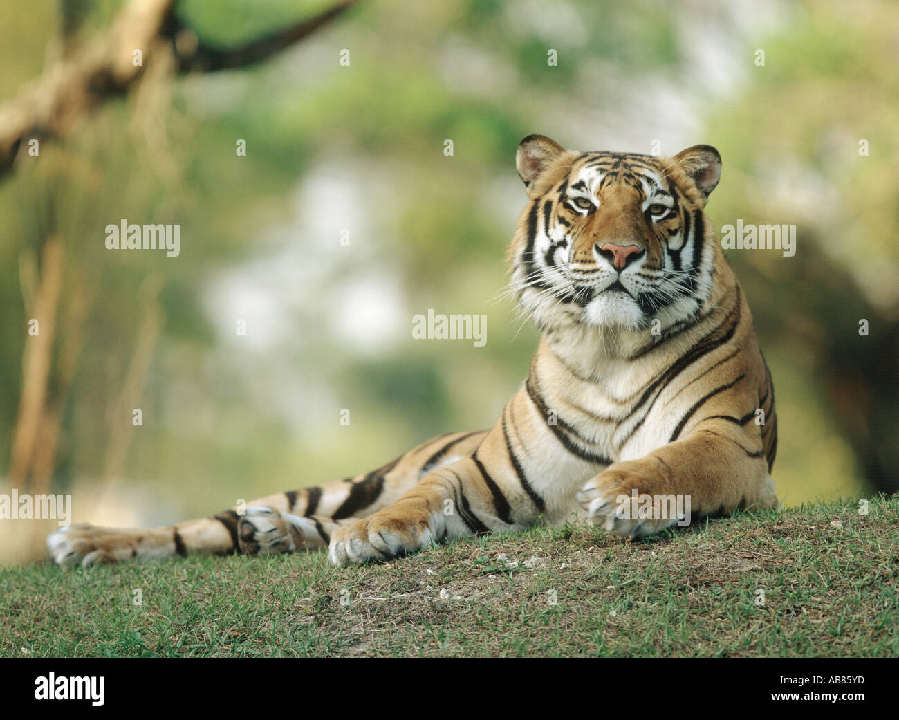 Bengal tiger (Panthera tigris tigris), lying Stock Photo