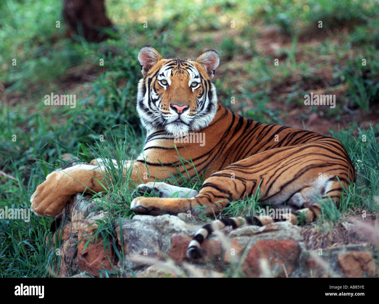 Bengal tiger (Panthera tigris tigris), lying Stock Photo