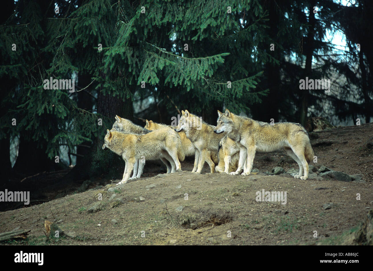 European gray wolf (Canis lupus lupus), pack, Bavaria, Bavarian Forest National Park, Bayerischer Wald NP Stock Photo