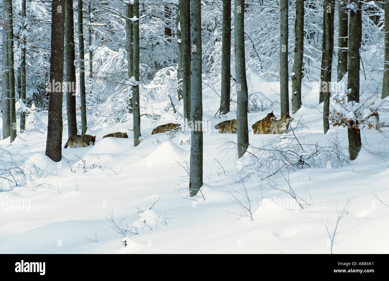 European gray wolf (Canis lupus lupus), pack in snow, Bavaria, Bavarian Forest National Park, Bayerischer Wald NP Stock Photo