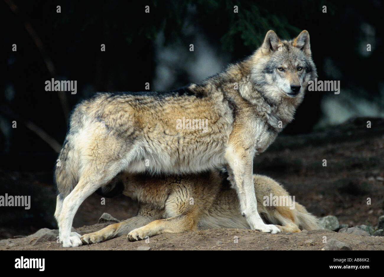 European gray wolf (Canis lupus lupus), dominance behaviour, Bavaria, Bavarian Forest National Park, Bayerischer Wald NP Stock Photo