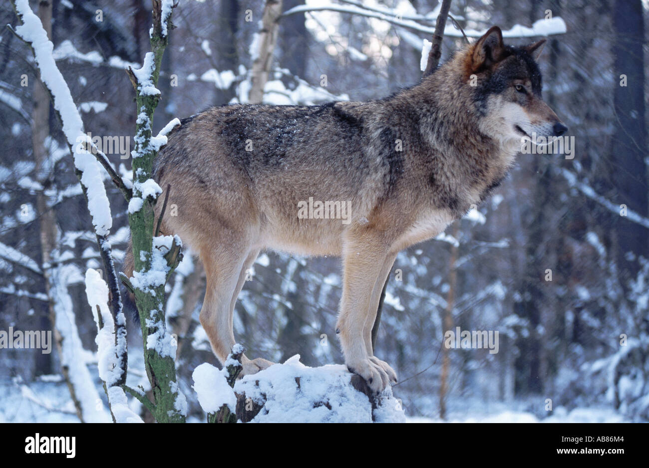 European gray wolf (Canis lupus lupus), single animal in snow, Germany, Saarland, Merzig Stock Photo