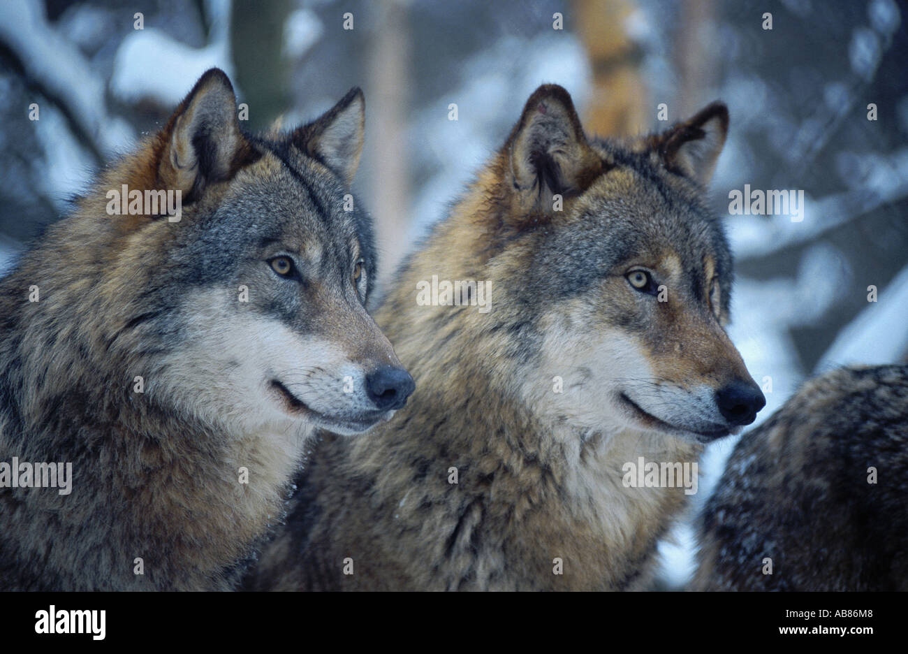 European gray wolf (Canis lupus lupus), portrait in snow, Germany, Saarland, Merzig Stock Photo