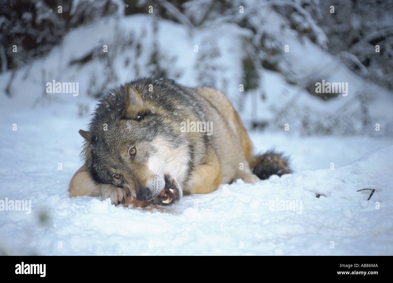 European gray wolf (Canis lupus lupus), feeding in snow, Germany, Saarland, Merzig Stock Photo