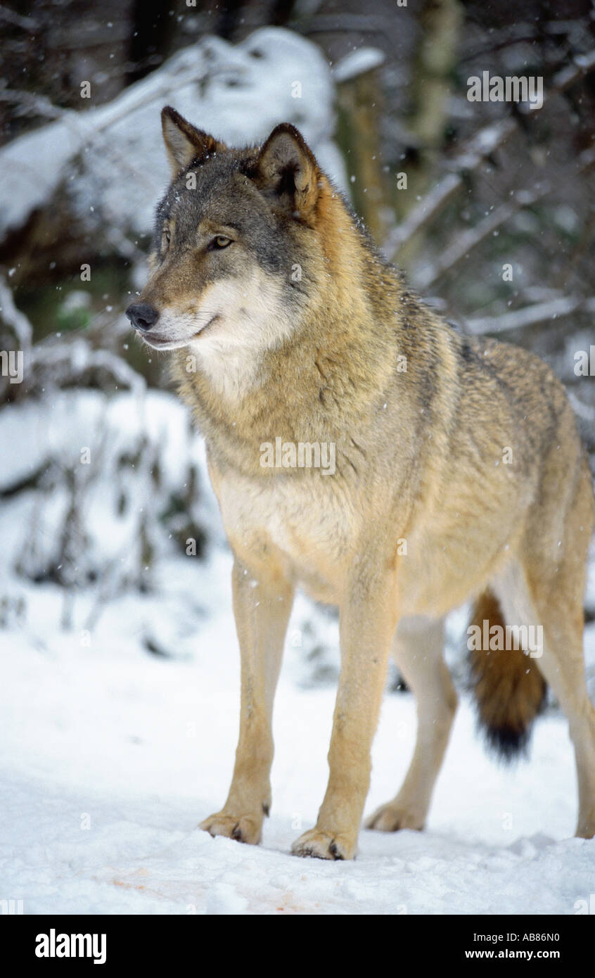 European gray wolf (Canis lupus lupus), single animal standing in the snow, Germany, Saarland, Merzig Stock Photo