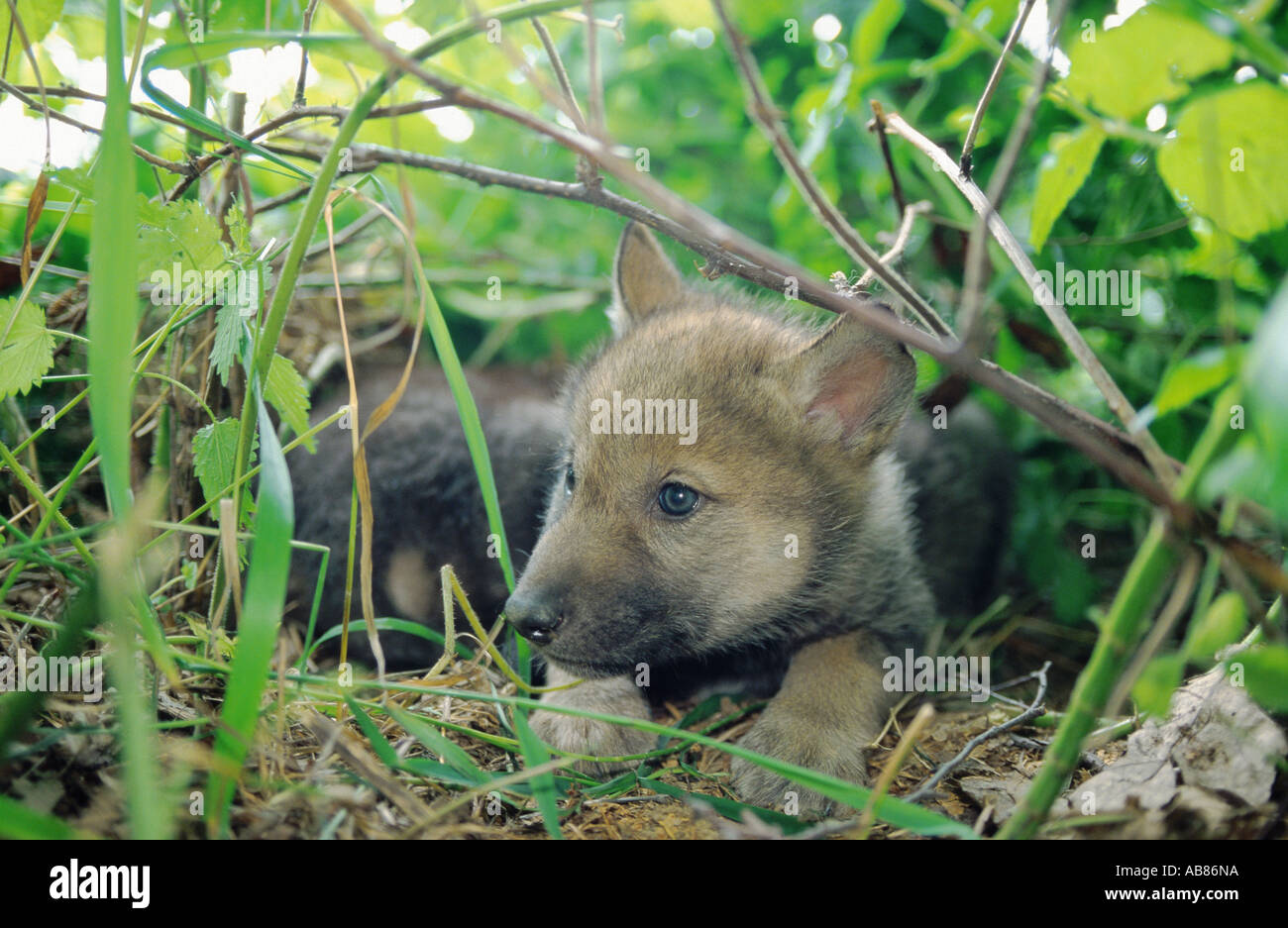 European gray wolf (Canis lupus lupus), whelp, Germany, Niederbayern, Lower Bavaria, Haarbach Stock Photo