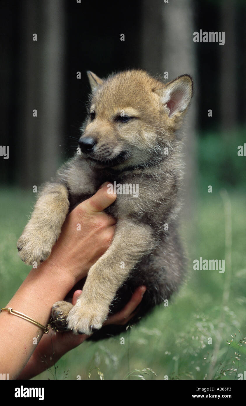 European gray wolf (Canis lupus lupus), whelp on a hand, Germany, Niederbayern, Lower Bavaria, Haarbach Stock Photo