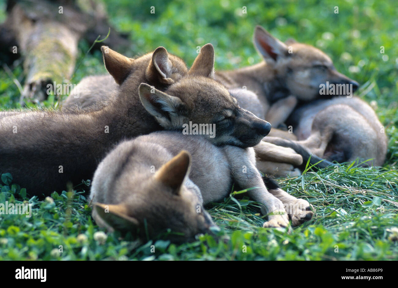 European gray wolf (Canis lupus lupus), whelps, Germany, Niederbayern, Lower Bavaria, Haarbach Stock Photo