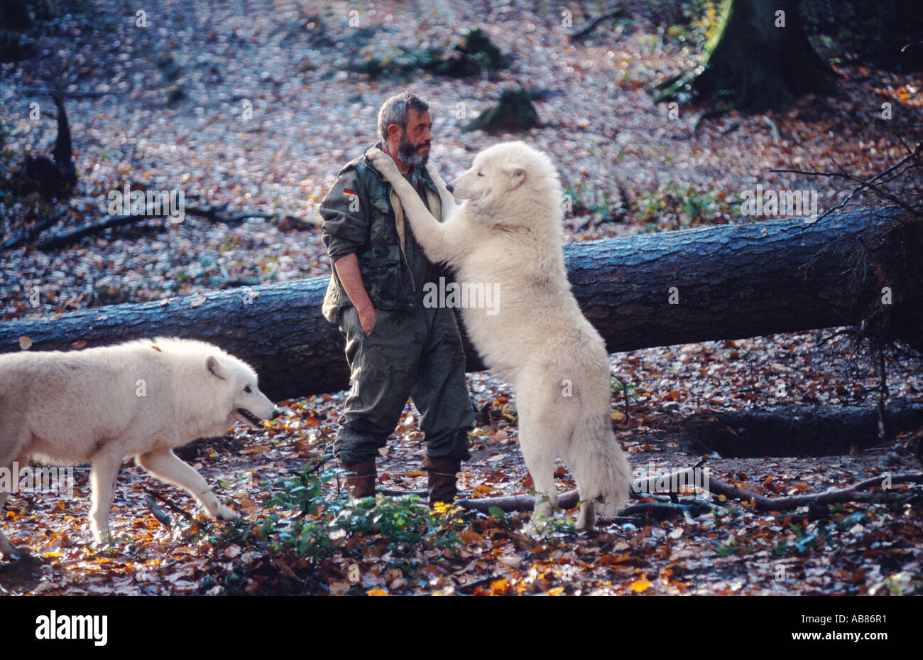 arctic wolf, tundra wolf (Canis lupus albus), Werner Freund with wolf standing upright, Germany, Saarland, Merzig Stock Photo