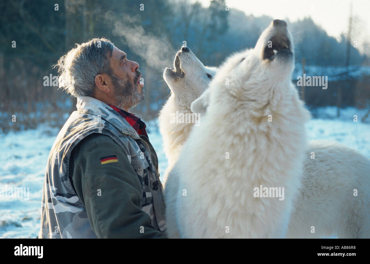 arctic wolf, tundra wolf (Canis lupus albus), Werner Freund howling with wolves, Germany, Saarland, Merzig Stock Photo