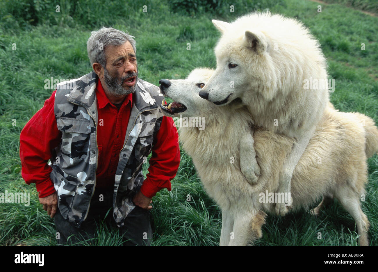 arctic wolf, tundra wolf (Canis lupus albus), Werner Freund with wolves; keen welcoming, Germany, Saarland, Merzig Stock Photo