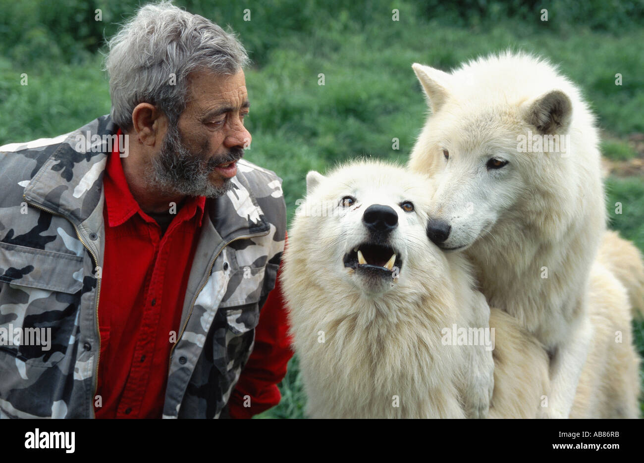 arctic wolf, tundra wolf (Canis lupus albus), Werner Freund with wolves; keen welcoming, Germany, Saarland, Merzig Stock Photo