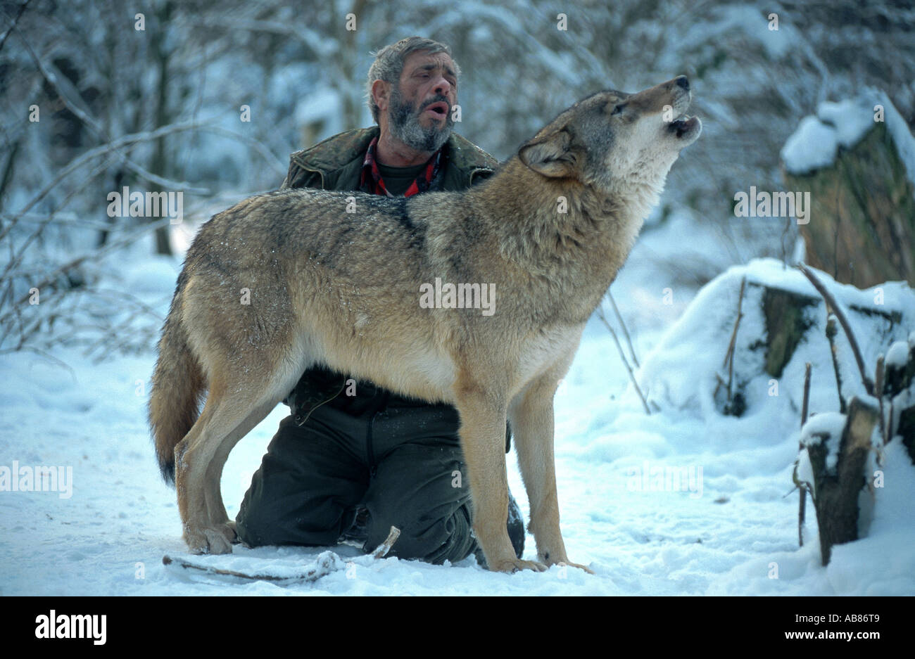 European gray wolf (Canis lupus lupus), howling with Werner Freund in the snow, Germany, Saarland, Merzig Stock Photo