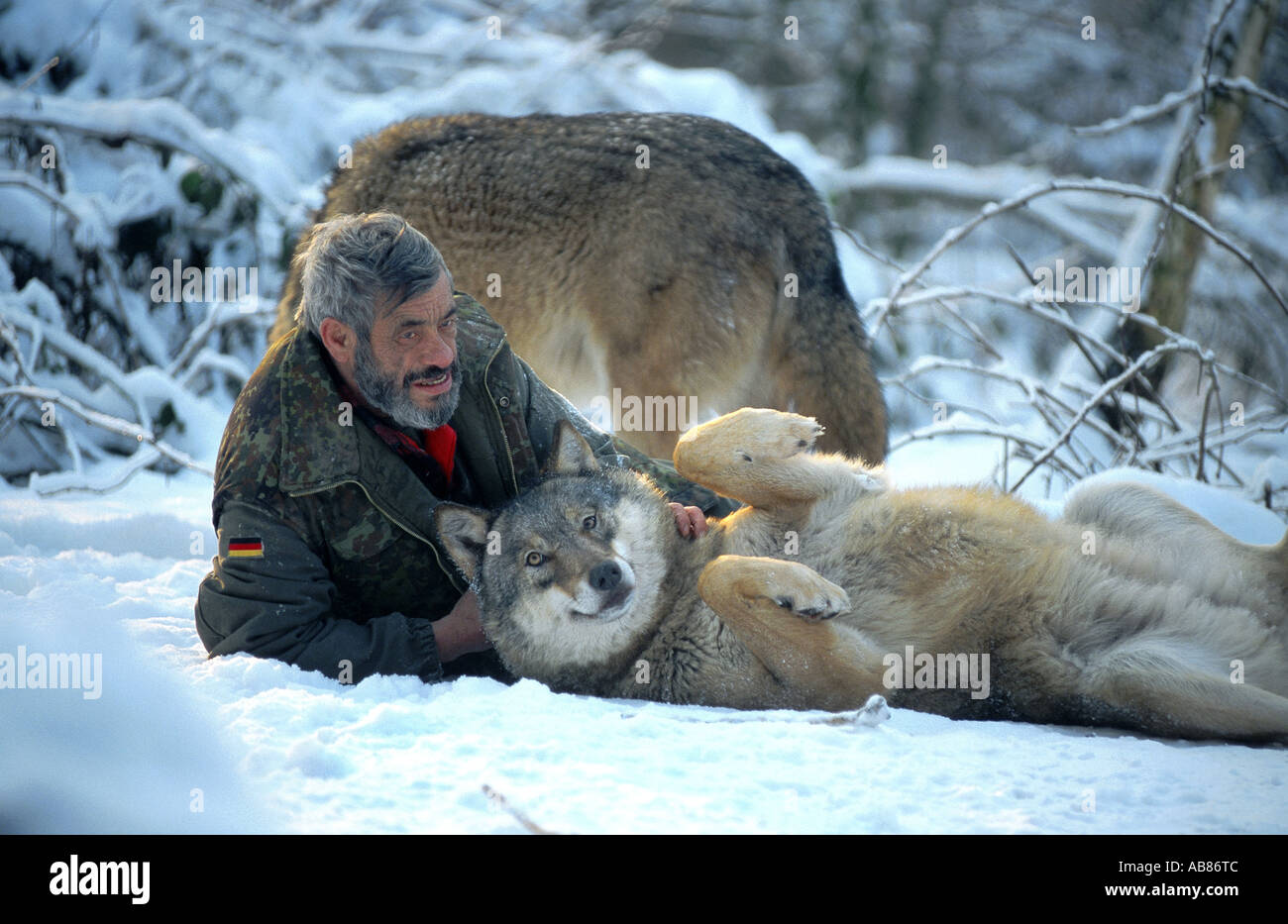 European gray wolf (Canis lupus lupus), with Werner Freund; social contact in the snow, Germany, Saarland, Merzig Stock Photo