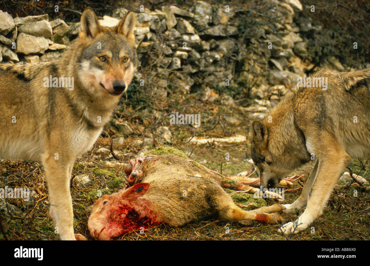 Wolf hunting sheep hi-res stock photography and images - Alamy