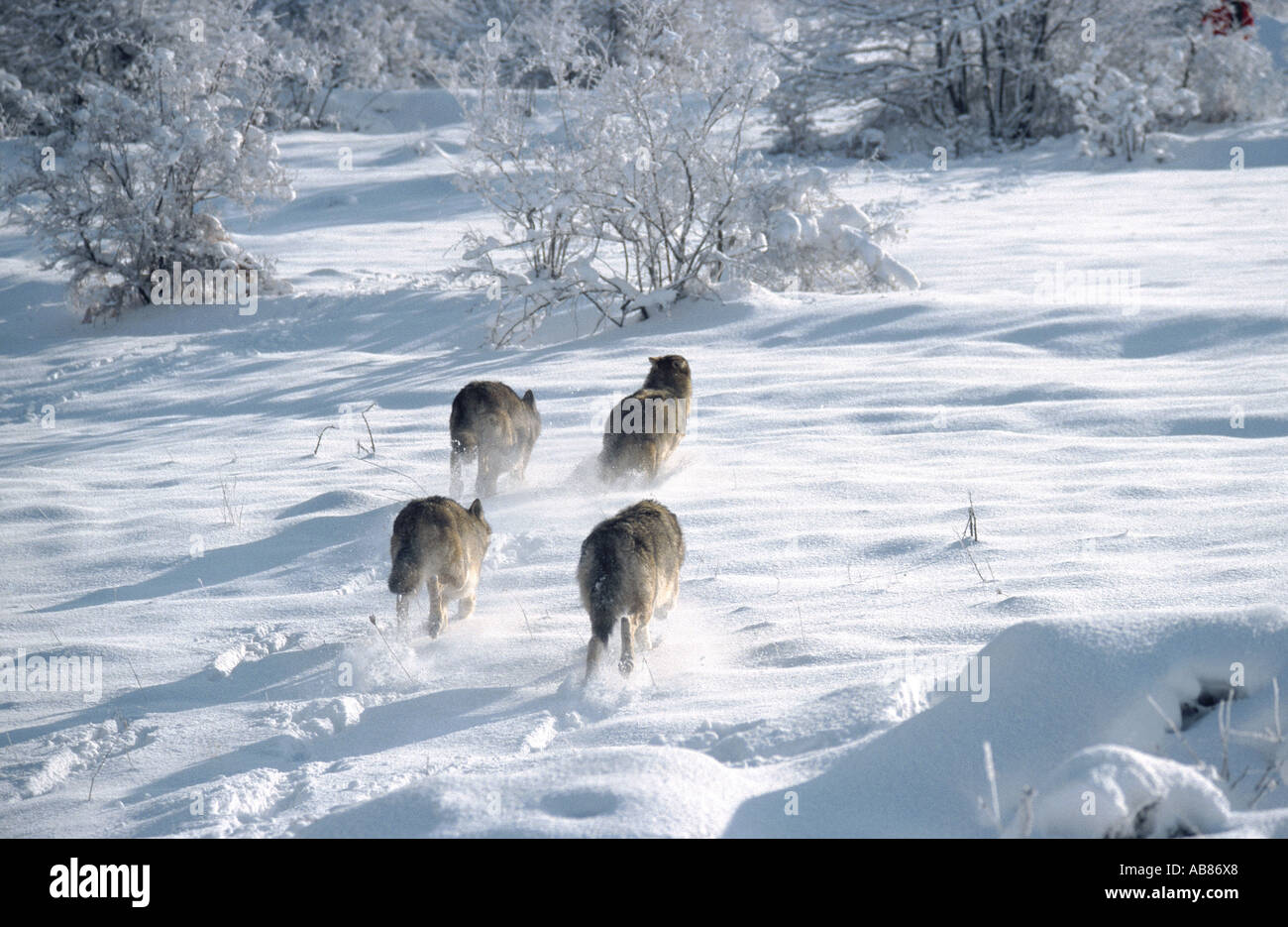 European gray wolf (Canis lupus lupus), running in snow, Italy, Abruzzen NP, Maiella mountain range Stock Photo
