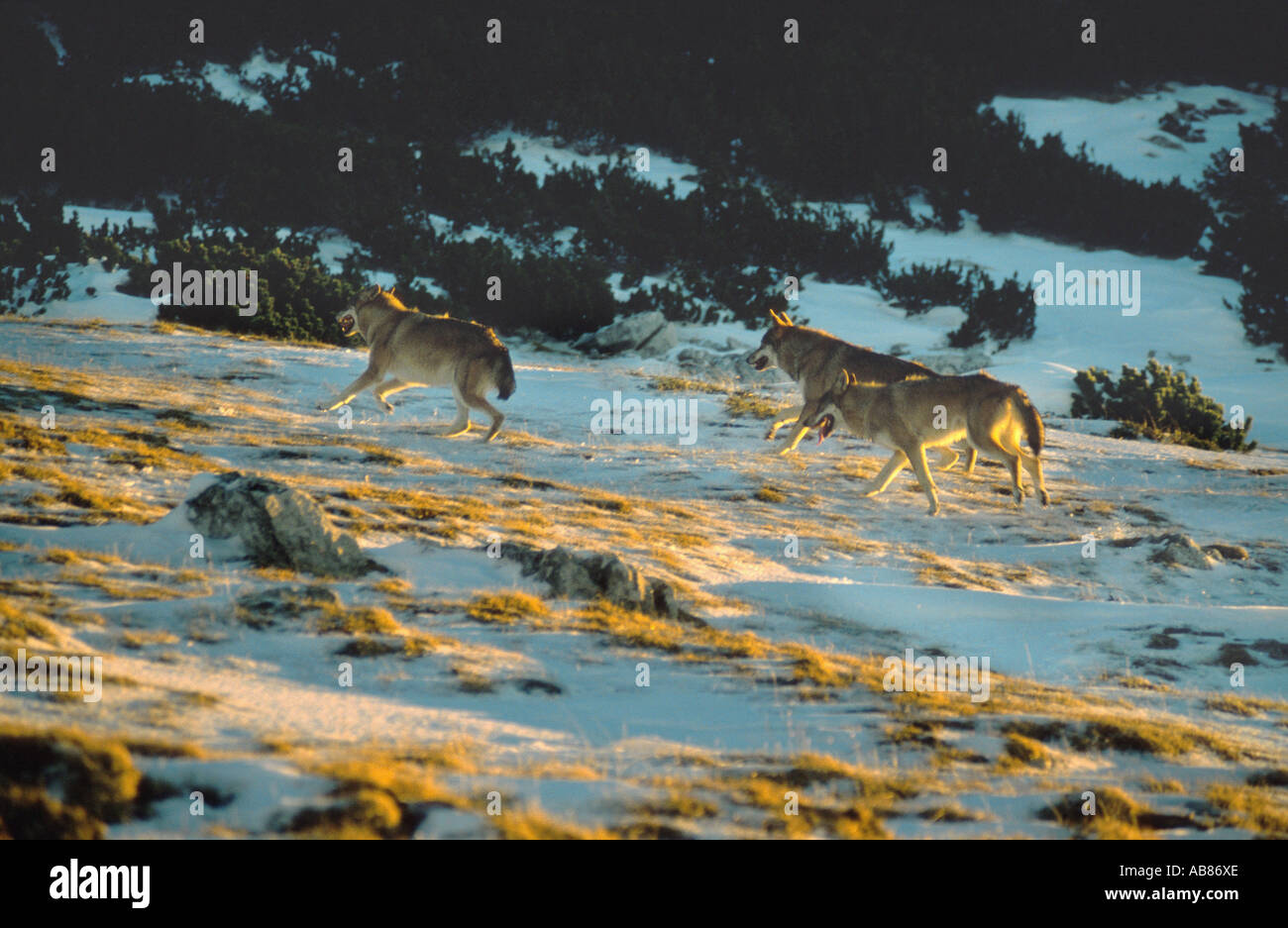 European gray wolf (Canis lupus lupus), in mountain scenery, Italy