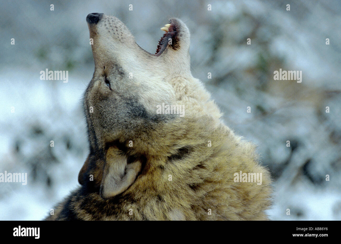 European gray wolf (Canis lupus lupus), howling in snow, Germany, Saarland, Merzig Stock Photo