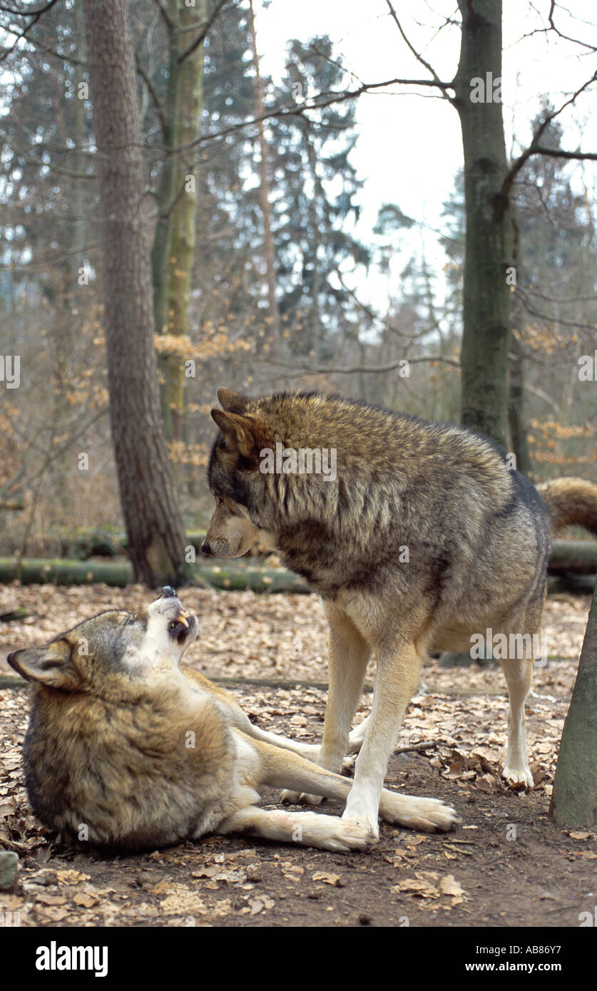European gray wolf (Canis lupus lupus), showing dominance, Germany, Saarland, Merzig Stock Photo