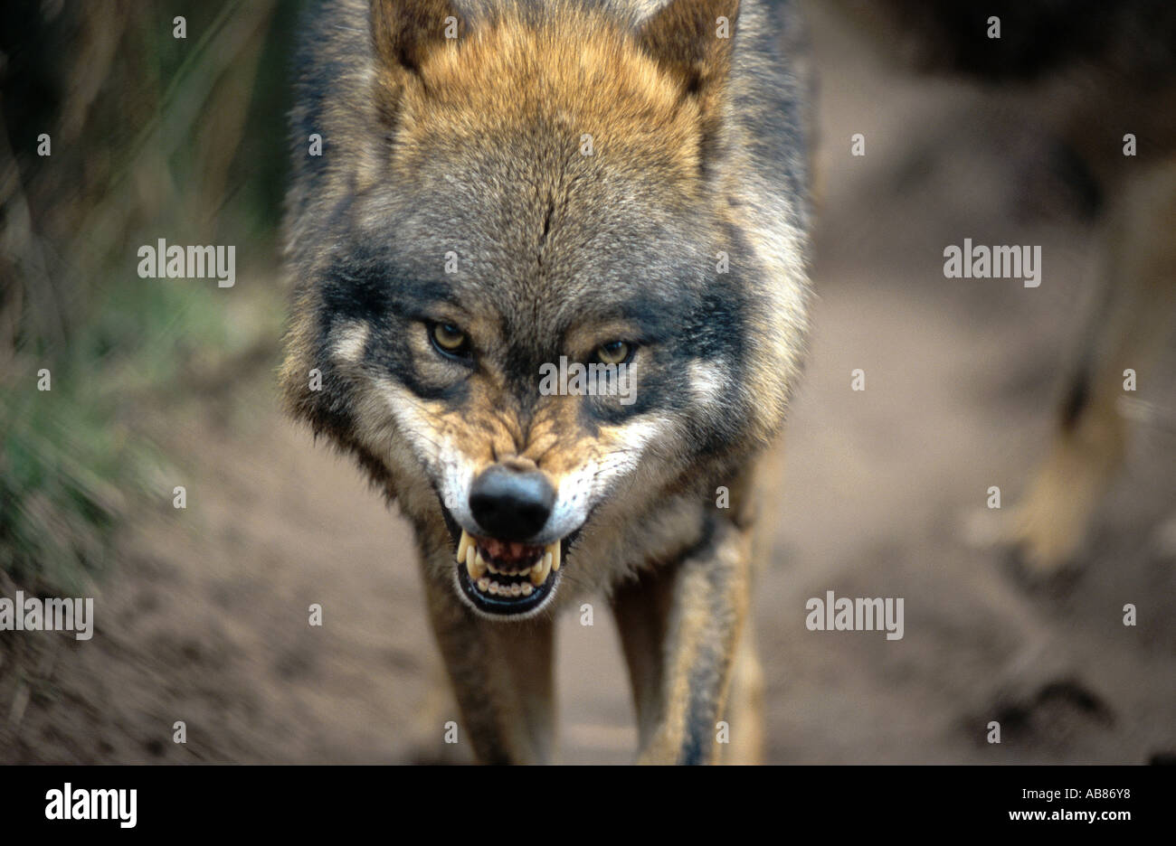 European gray wolf (Canis lupus lupus), displaying teeth, Germany, Saarland, Merzig Stock Photo