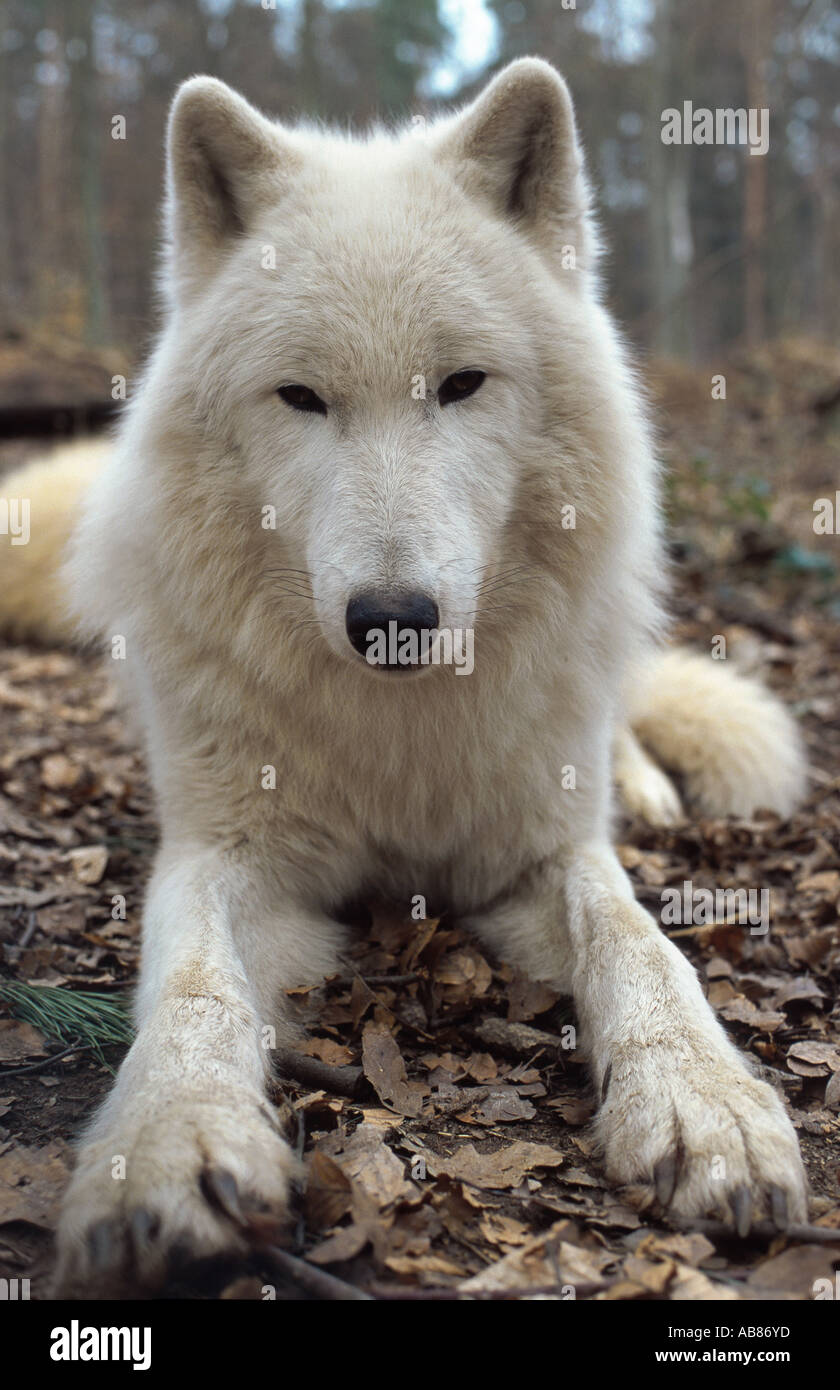 arctic wolf, tundra wolf (Canis lupus albus), lying, Germany, Saarland, Merzig Stock Photo