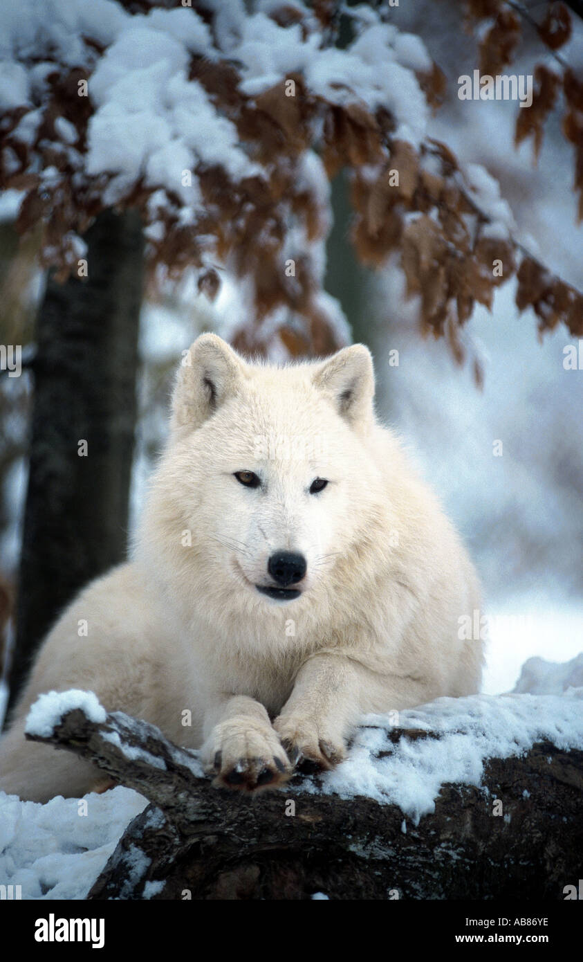 arctic wolf, tundra wolf (Canis lupus albus), lying in snow, Germany, Saarland, Merzig Stock Photo