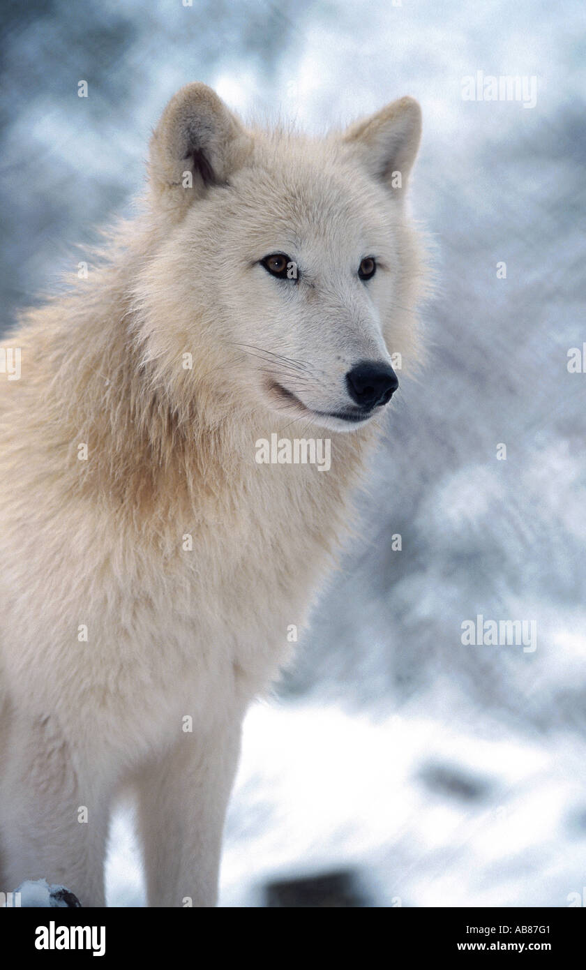 arctic wolf, tundra wolf (Canis lupus albus), Germany, Saarland, Merzig Stock Photo