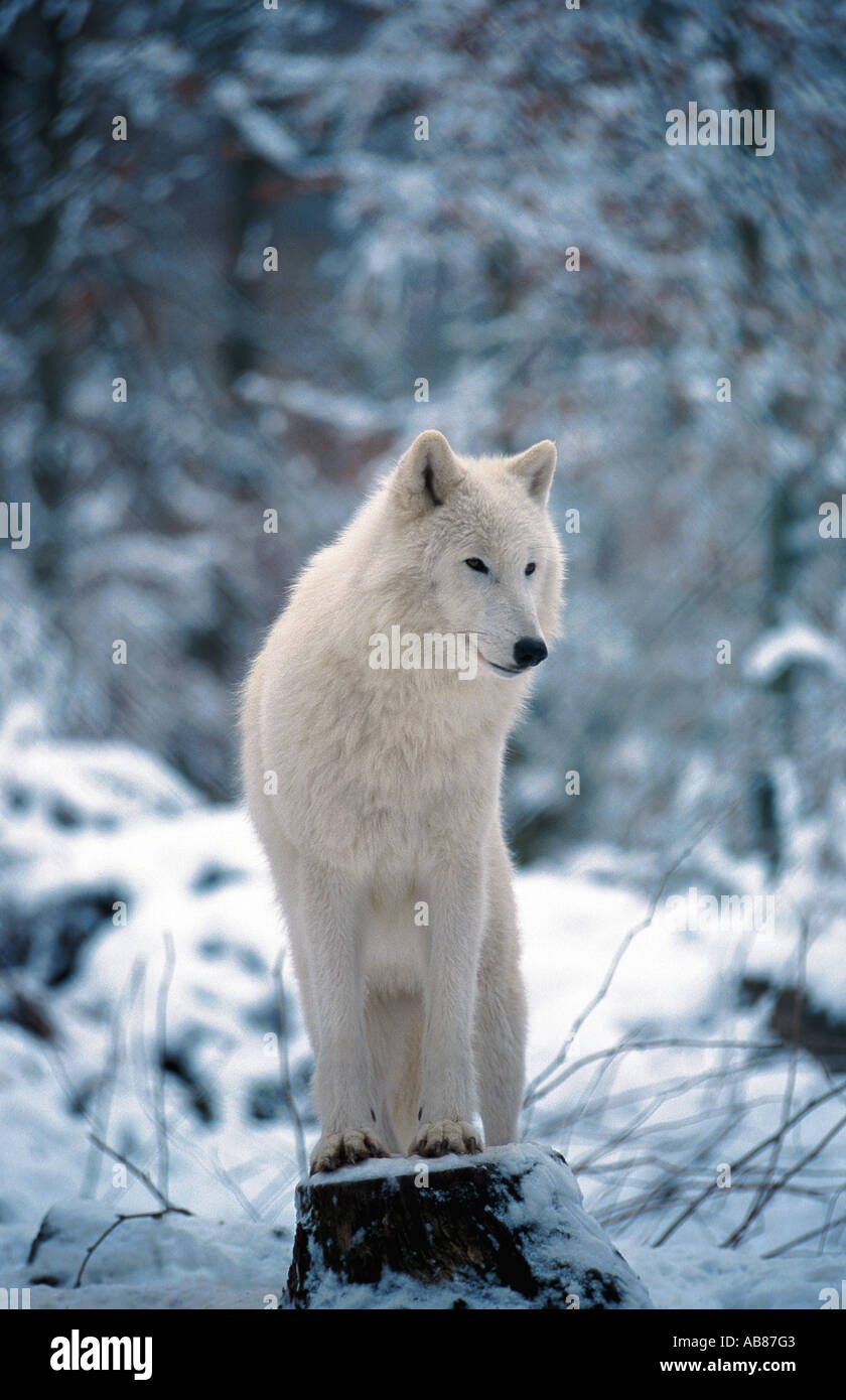arctic wolf, tundra wolf (Canis lupus albus), in snow, Germany, Saarland, Merzig Stock Photo