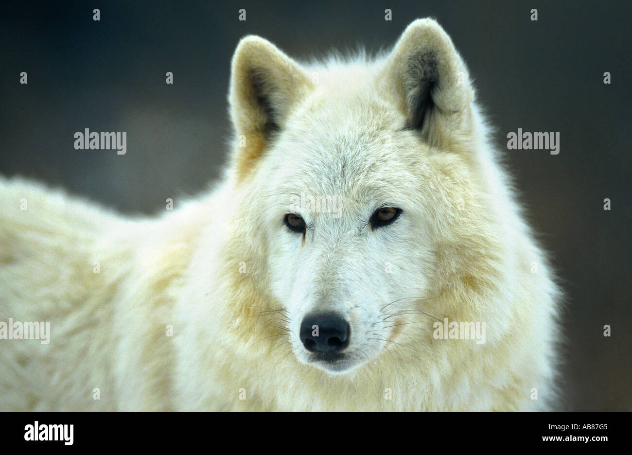 arctic wolf, tundra wolf (Canis lupus albus), Germany, Saarland, Merzig ...