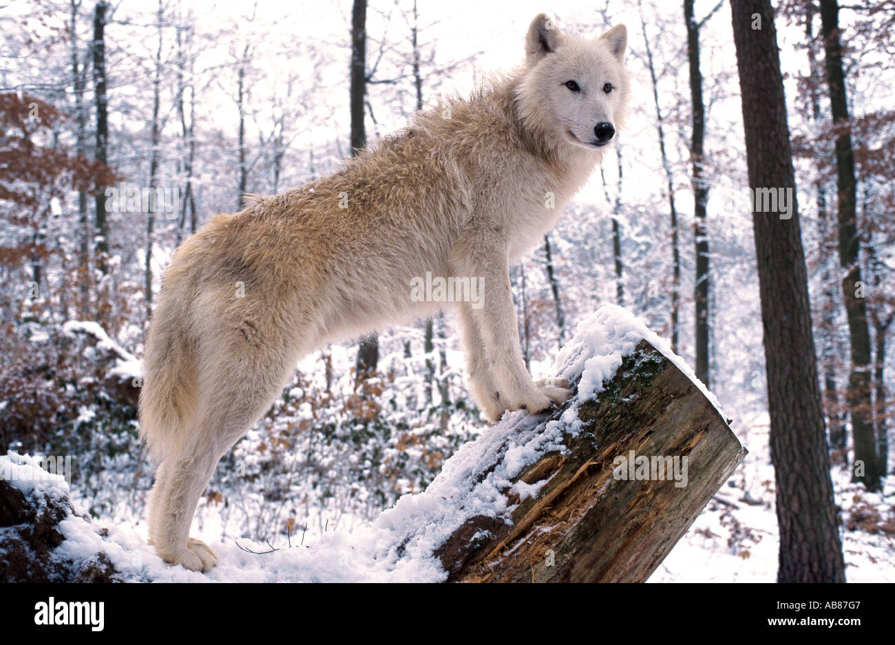 arctic wolf, tundra wolf (Canis lupus albus), standing on stump, Germany, Merzig Stock Photo