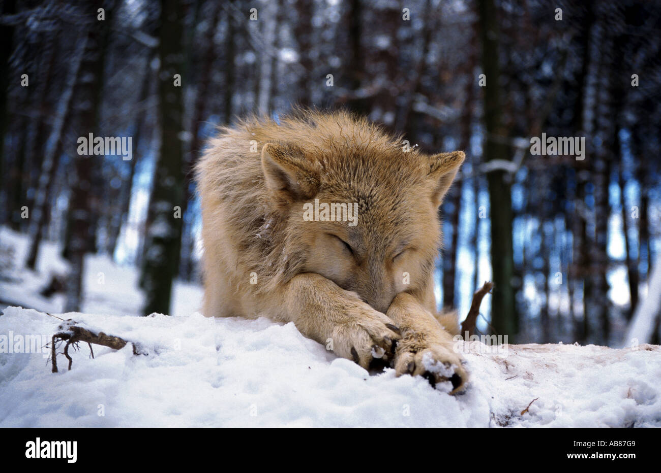 arctic wolf, tundra wolf (Canis lupus albus), sleeping, Germany, Saarland, Merzig Stock Photo