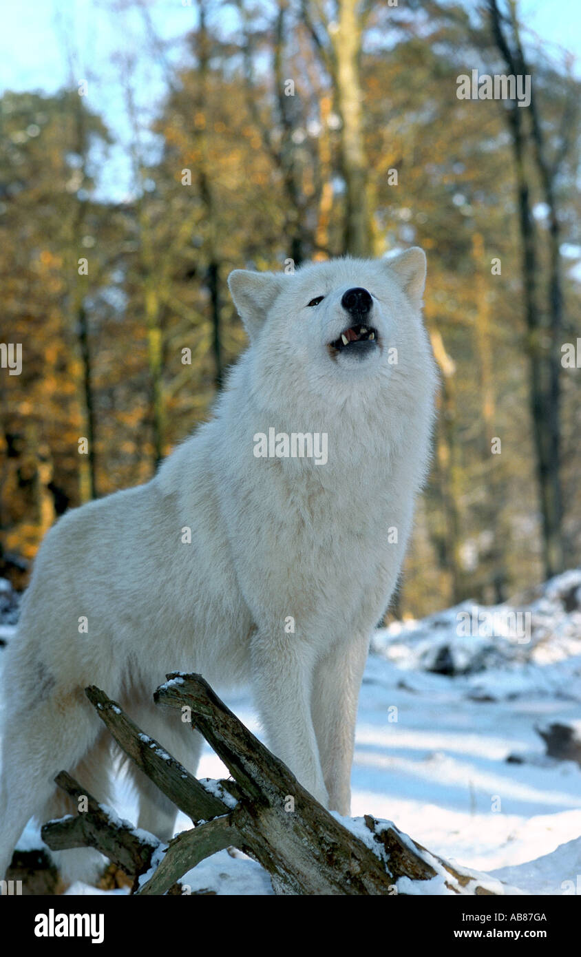 arctic wolf, tundra wolf (Canis lupus albus), howling, Germany, Saarland, Merzig Stock Photo