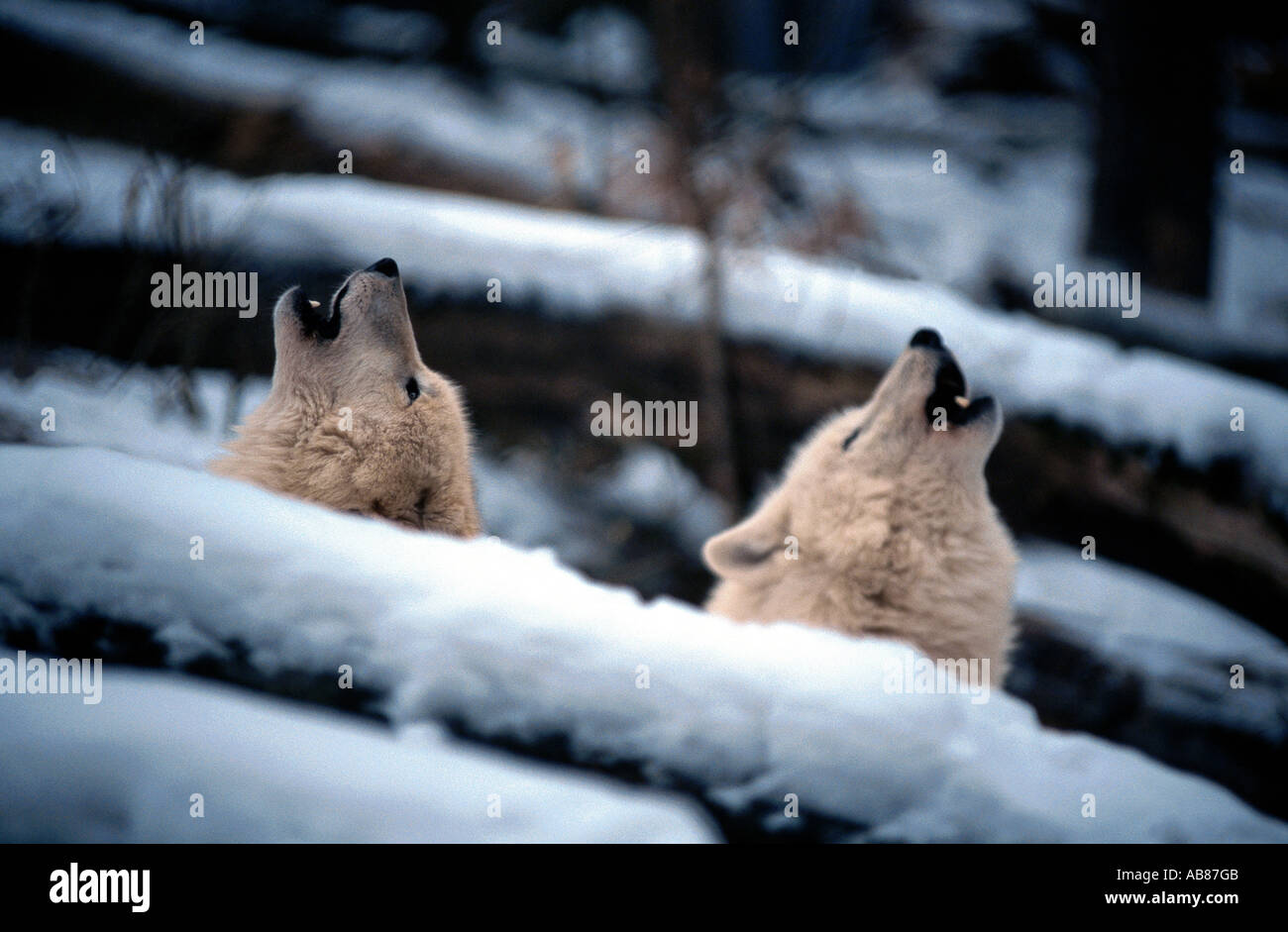 arctic wolf, tundra wolf (Canis lupus albus), howling in snow, Germany, Saarland, Merzig Stock Photo