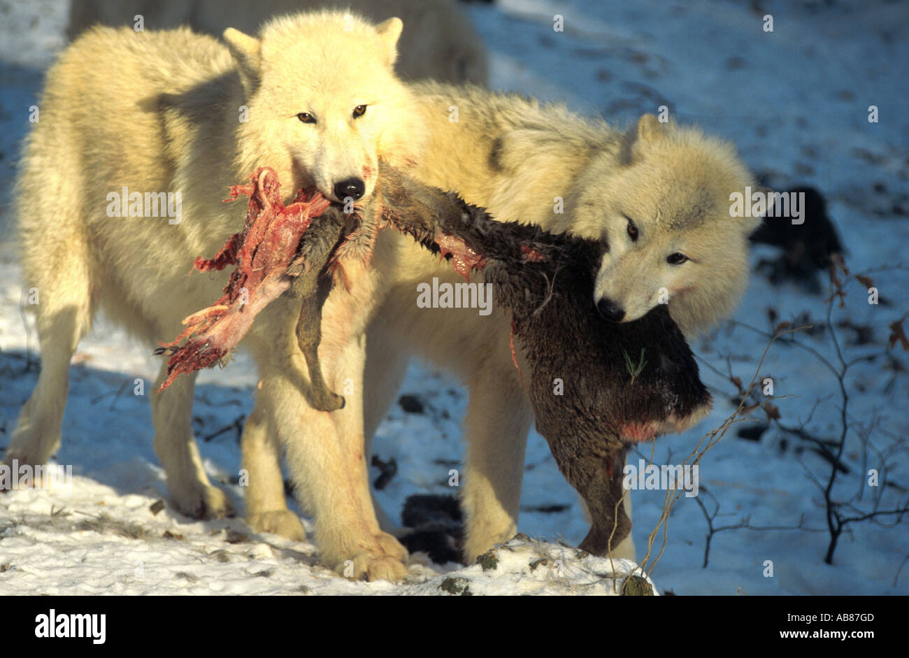arctic wolf, tundra wolf (Canis lupus albus), with prey, Germany, Saarland, Merzig Stock Photo