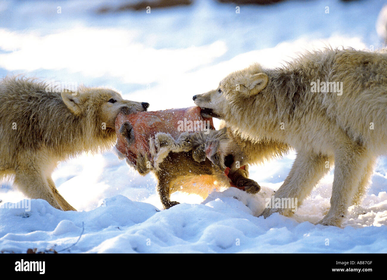 arctic wolf, tundra wolf (Canis lupus albus), youngs scramblin for prey, Germany, Saarland, Merzig Stock Photo