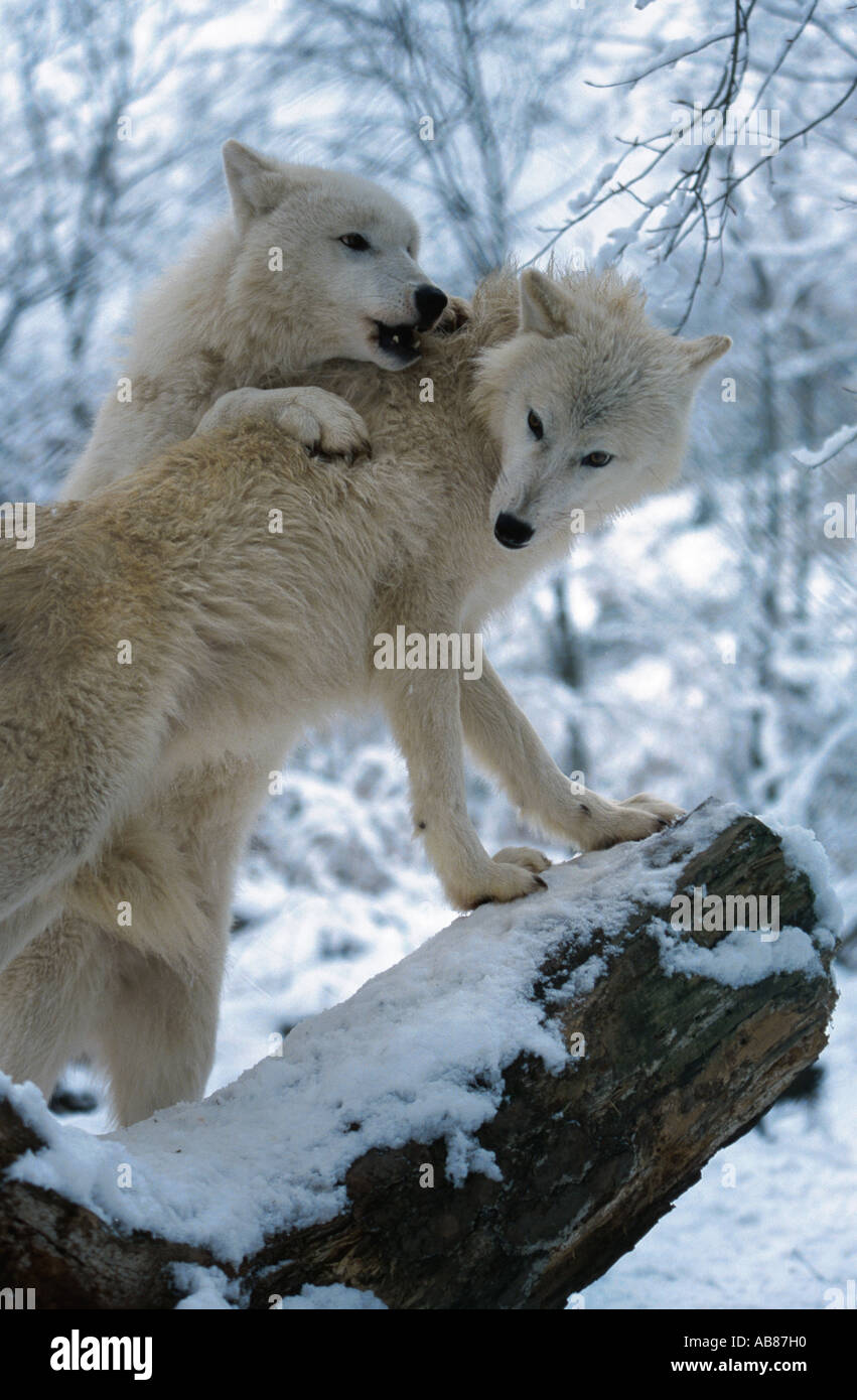 arctic wolf, tundra wolf (Canis lupus albus), dominant behavior, Germany, Saarland, Merzig Stock Photo