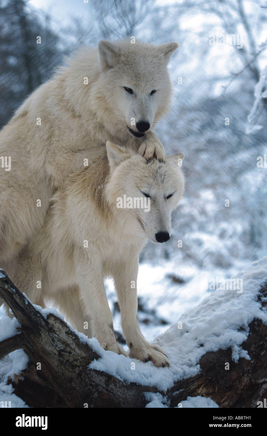 Arctic Wolf Behaviour