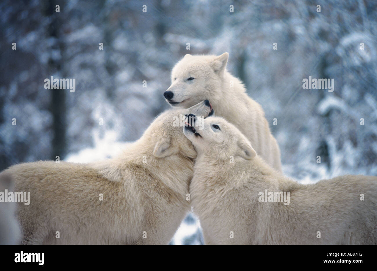 arctic wolf, tundra wolf (Canis lupus albus), Germany, Saarland, Merzig Stock Photo
