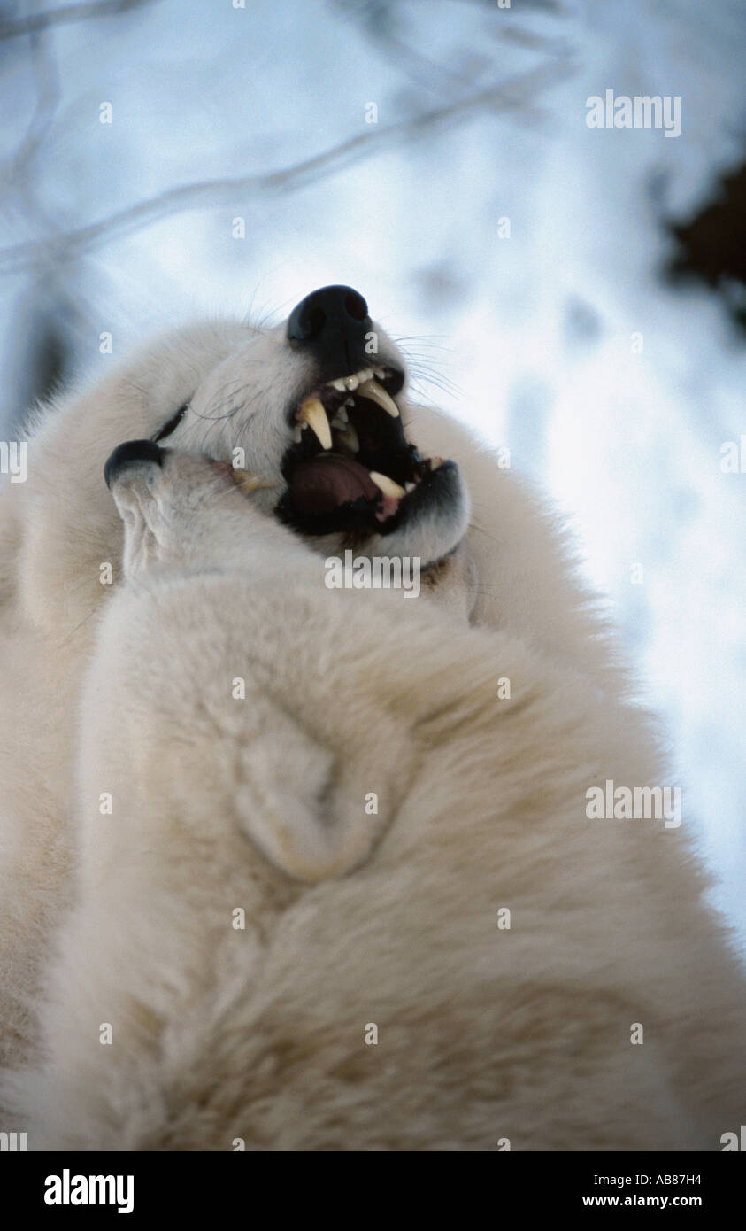 arctic wolf, tundra wolf (Canis lupus albus), displaying teeth, Germany, Saarland, Merzig Stock Photo