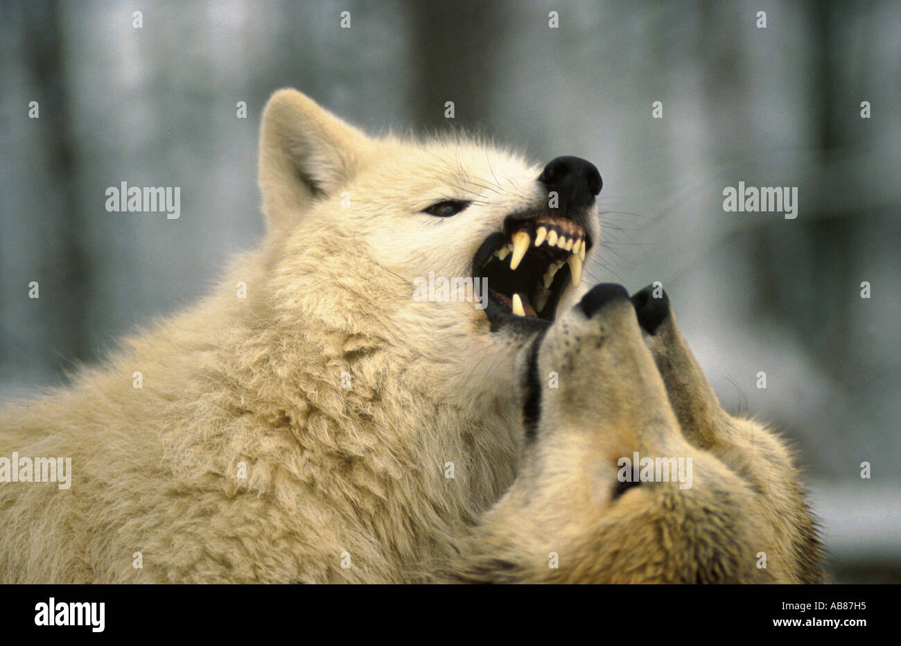 arctic wolf, tundra wolf (Canis lupus albus), displaying teeth, Germany, Saarland, Merzig Stock Photo