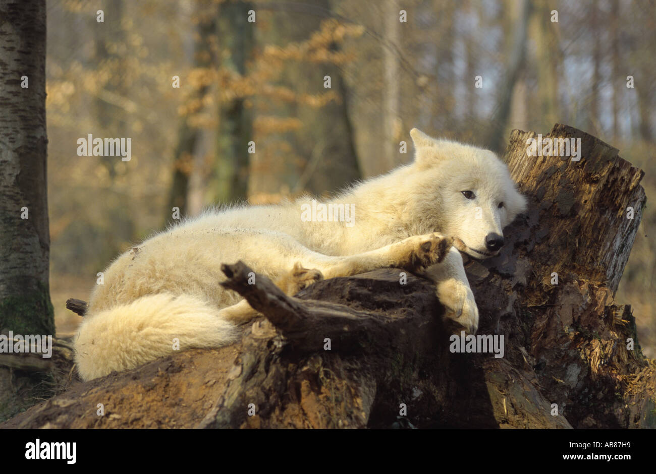 arctic wolf, tundra wolf (Canis lupus albus), resting on trunk, Germany, Saarland, Merzig Stock Photo