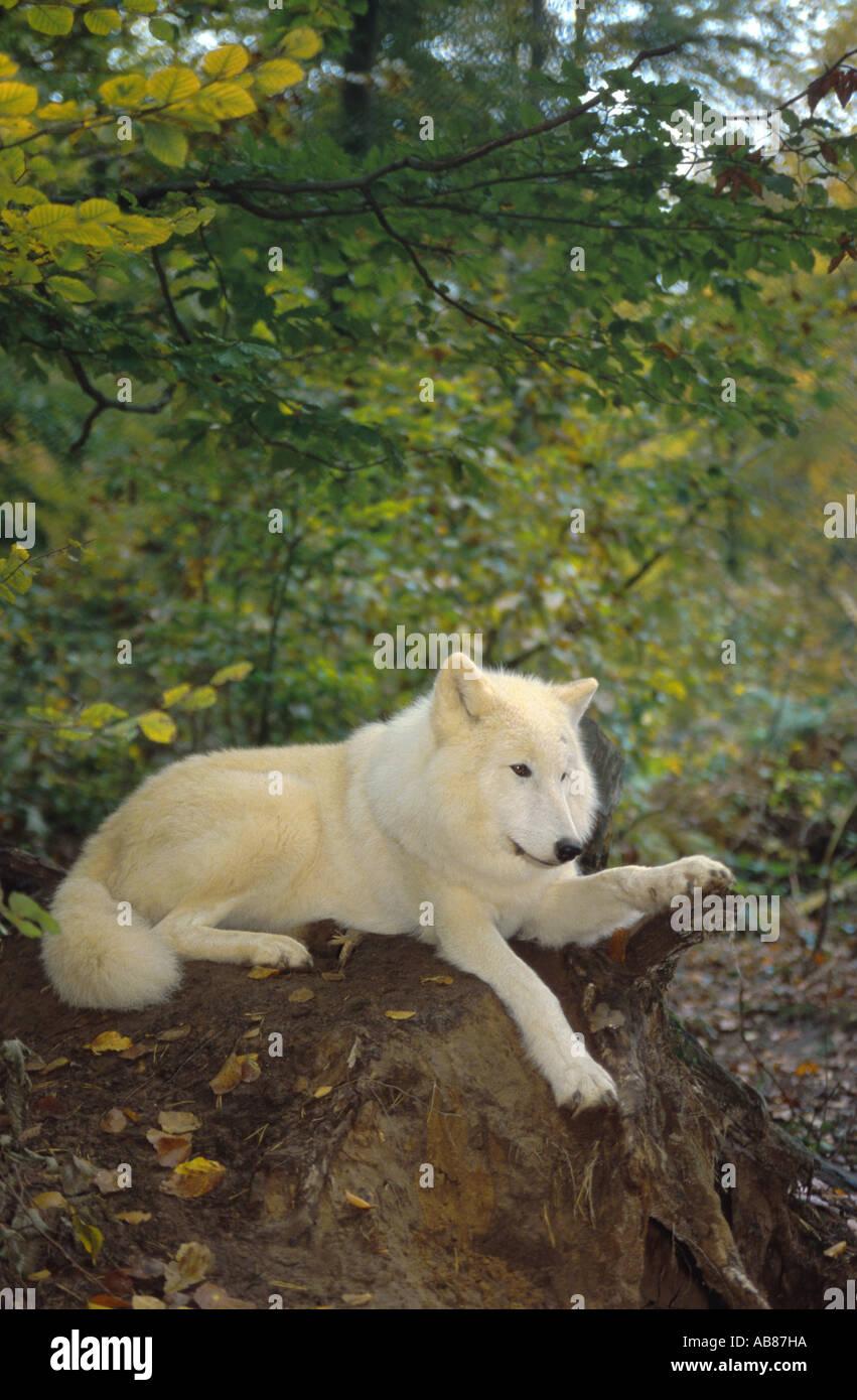 arctic wolf, tundra wolf (Canis lupus albus), resting on trunk, Germany, Saarland, Merzig Stock Photo