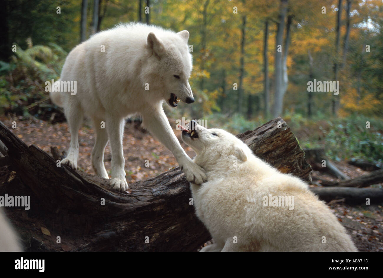 arctic wolf, tundra wolf (Canis lupus albus), dominant behaviour, Germany, Saarland, Merzig Stock Photo