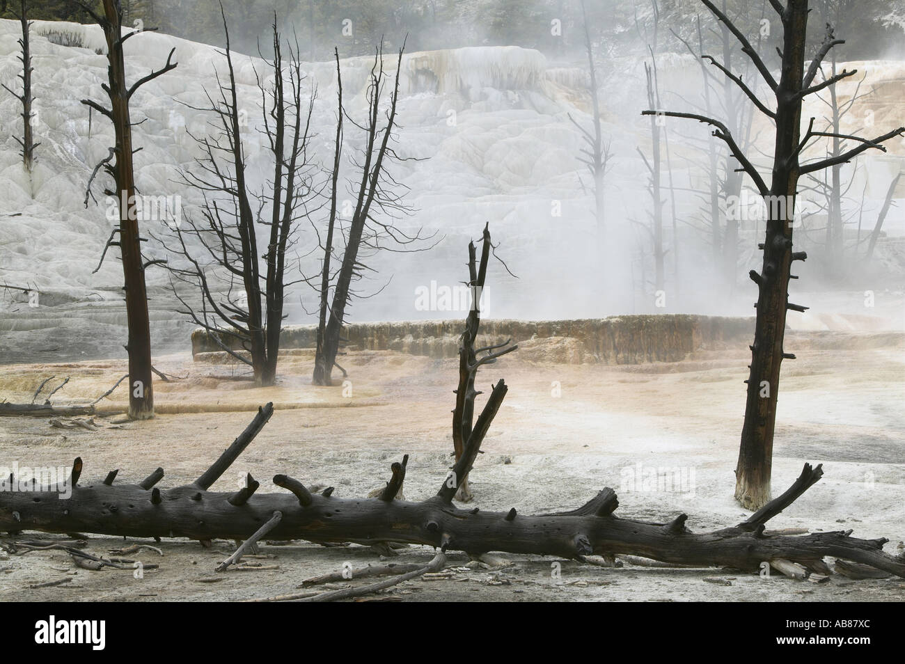 Angel Terrace (mineral deposits) with scorched dead trees from ...