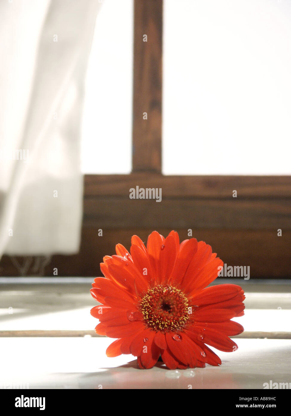 Barebeton Daisy, Gerbera, Transvaal Daisy (Gerbera jamesonii), blossom in front of a window Stock Photo