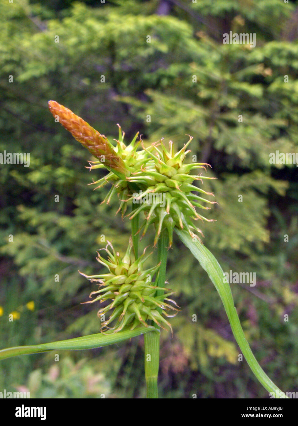 large yellow-sedge (Carex flava), spike, Poland Stock Photo
