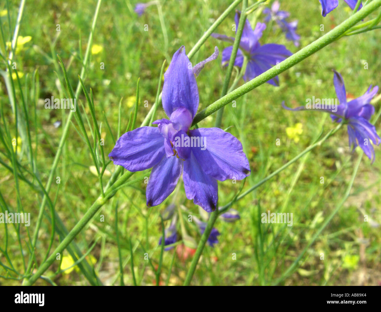 forking larkspur, field larkspur (Consolida regalis, Delphinium consolida), blossom, Poland Stock Photo