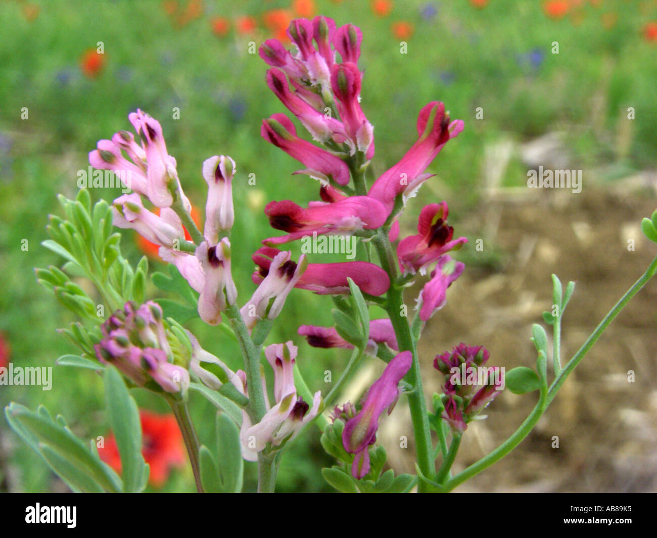 few-flowered fumitory (Fumaria vaillantii), Fumaria vaillantii (left) in comparision with Fumaria officinalis (right) Stock Photo
