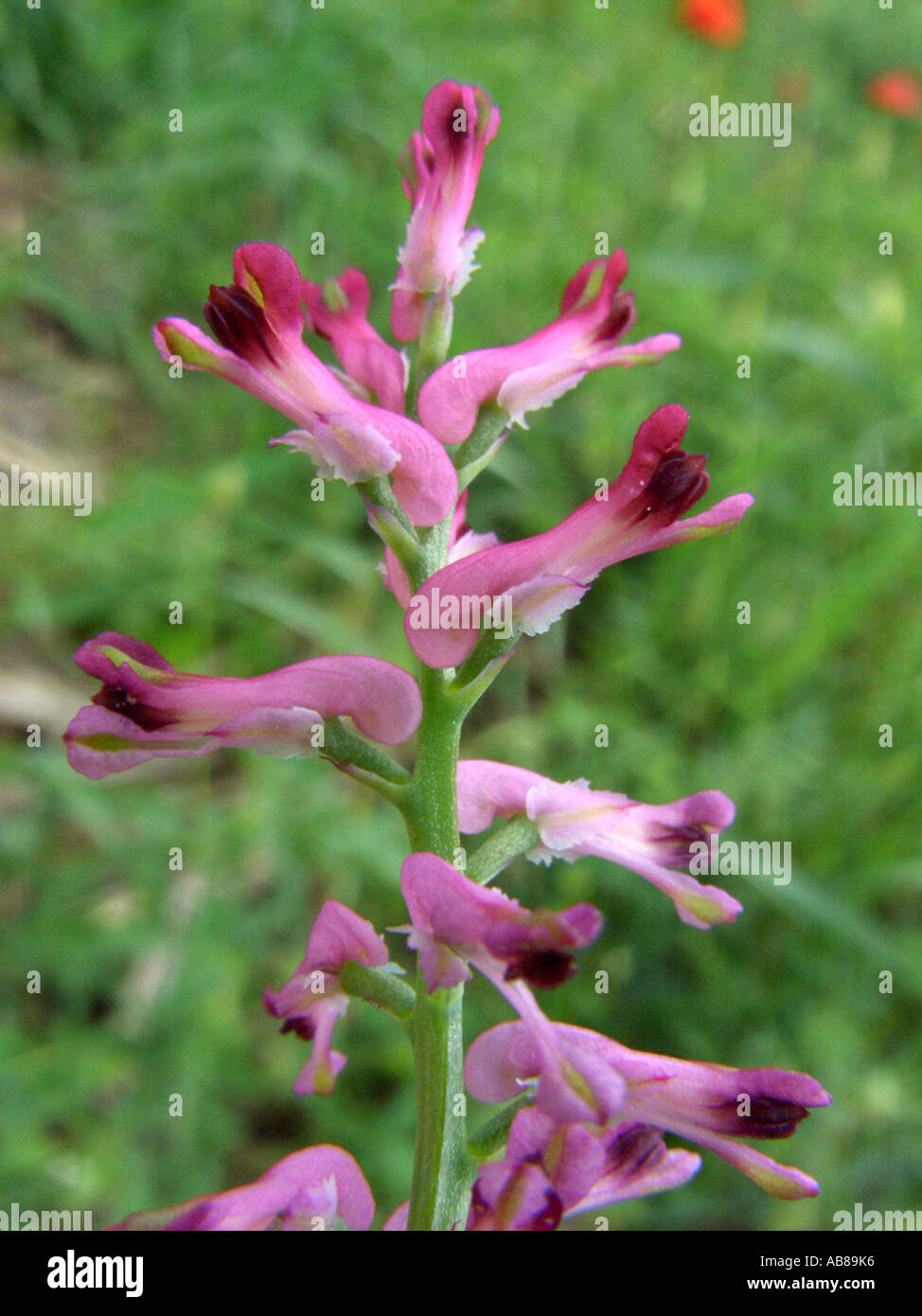 common fumitory, drug fumitory (Fumaria officinalis), inflorescence Stock Photo