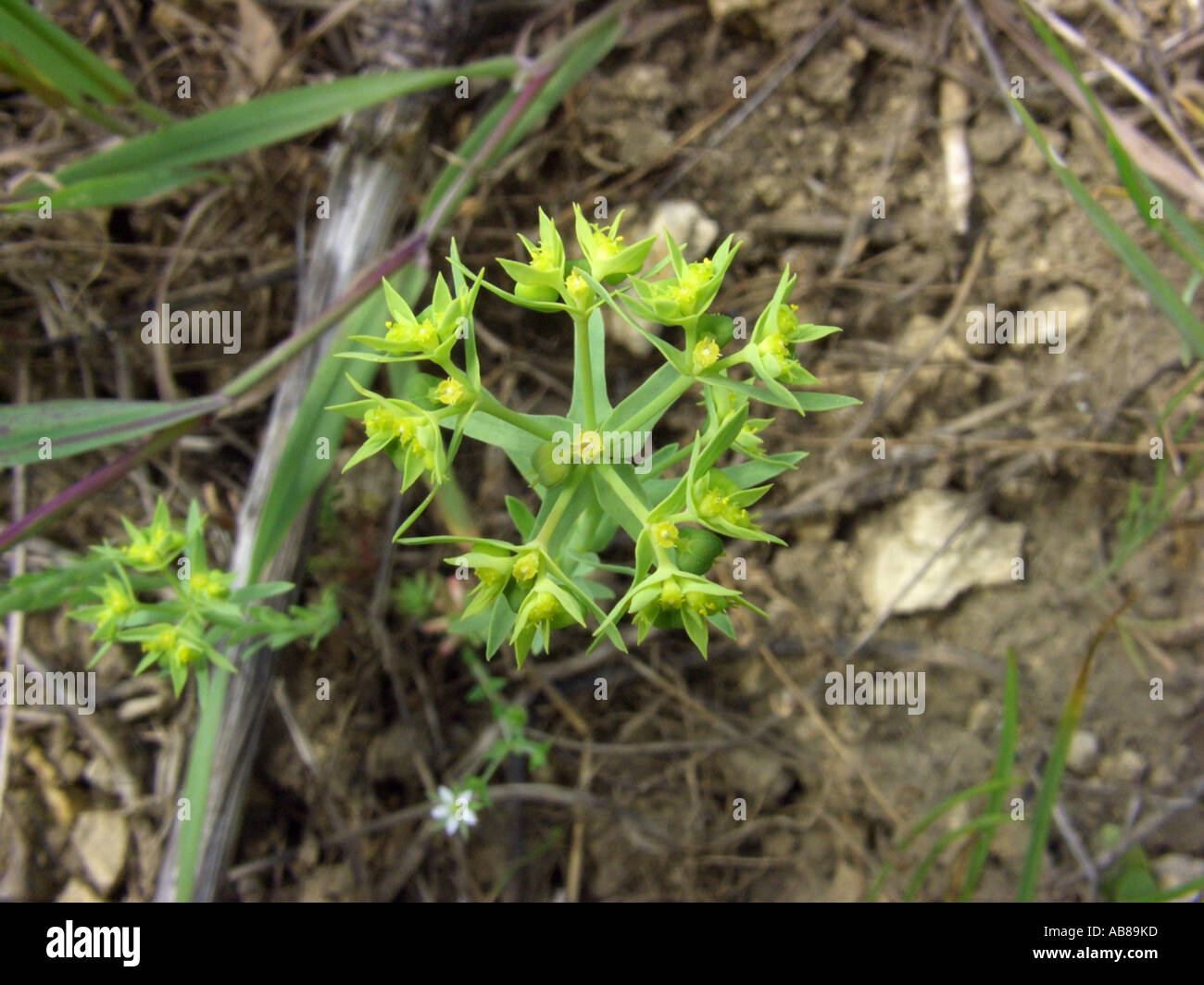 dwarf spurge, little spurge (Euphorbia exigua), inflorescence, Poland Stock Photo